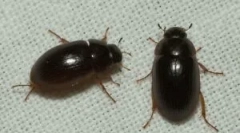 Mici bug-uri negre în apartament